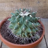 D6357 THELOCACTUS MATUDAE pot22-H13-W16 cm MaMa Cactus Green Plant