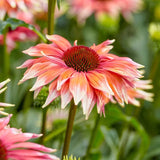 200+ Meadow Mama Coneflower Daisy Seeds for Garden - USA - FREE SHIPPING! Garden Plants