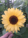 20 Peach ProCut Sunflower Seeds, Annual, NON GMO, A NEW & UNIQUE COLOR Garden Plants