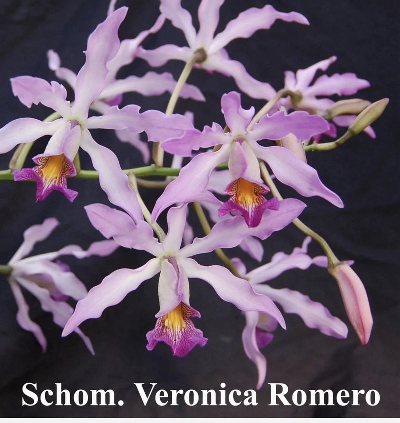 Lilac purple orchid blossoms with yellow centers and ruffled petals