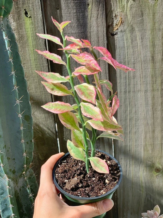 Potted variegated slipper spurge plant with pink-and-green leaves in black grow pot