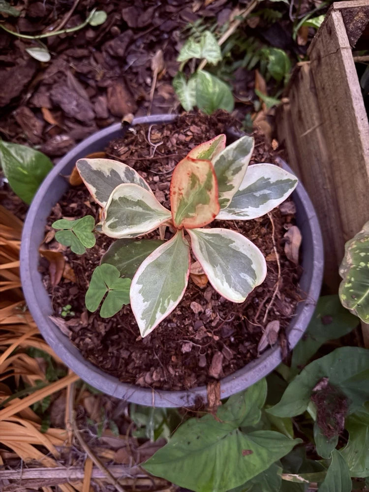 Variegated peperomia plant with oval leaves in a round outdoor pot