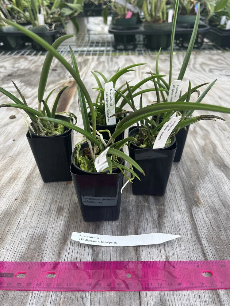 Potted white orchid plants with green leaves and small labels