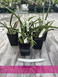 B Cuculatta - Red X Rl Digbyana V Fimbripetala 2Ó Orchids
