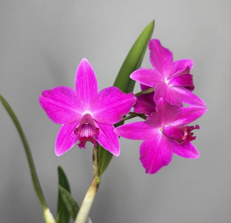 Rupicolous orchid with bright magenta-purple five-petal flowers on green stems