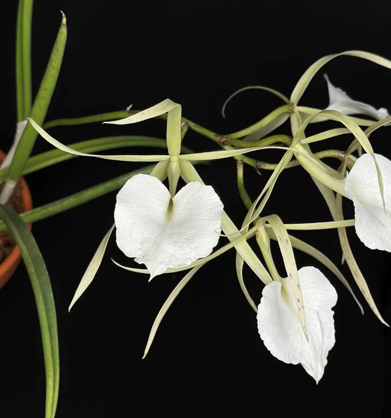 White Brassavola orchid with narrow green stems and five-petal flowers