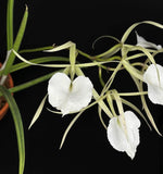 Brassavola nodosa BS fragrant Orchid Species Orchids