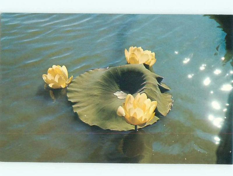 Vintage lily flower on water artwork print with yellow lilies on green pads