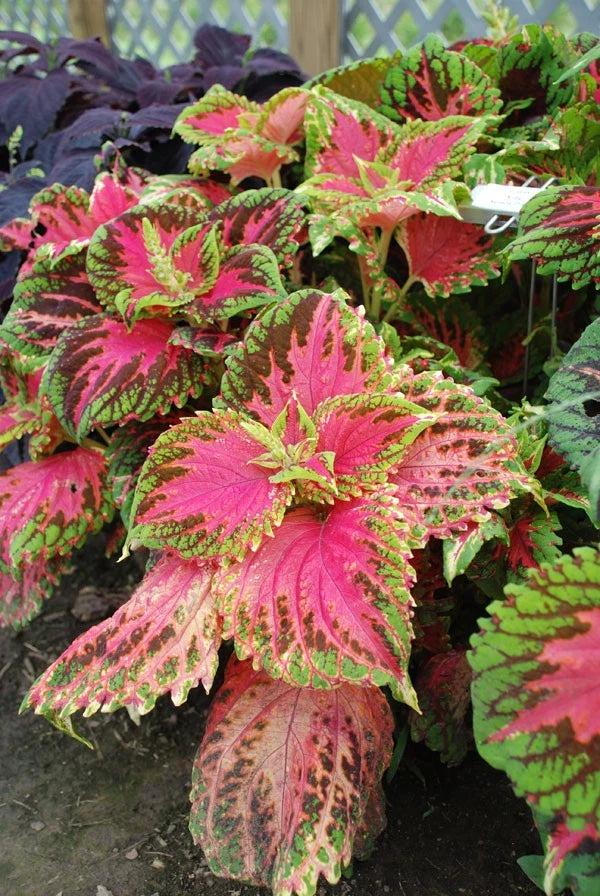 Salmon pink coleus live plant with variegated pink-and-green leaves in a plug tray