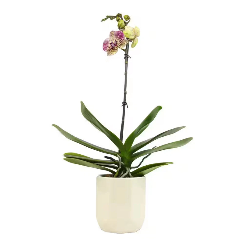 Purple and yellow Phalaenopsis orchid in white ceramic pot, green leaves