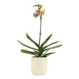 Live Orchid (Phalaenopsis) with Multi-Colored Flowers in 5 In. White Ceramic Pot Orchids