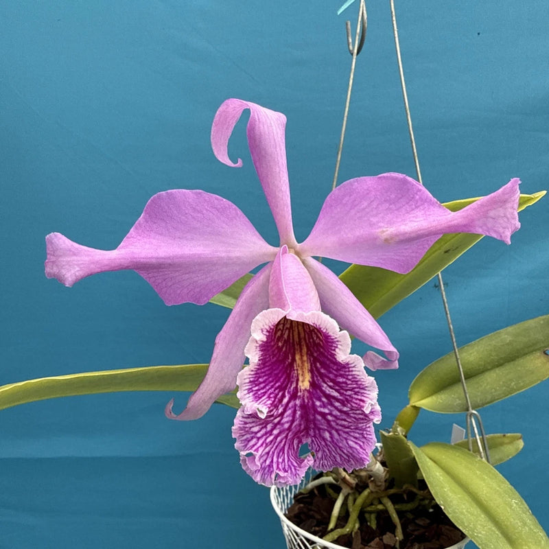 Pink and purple orchid flower with green leaves in hanging basket