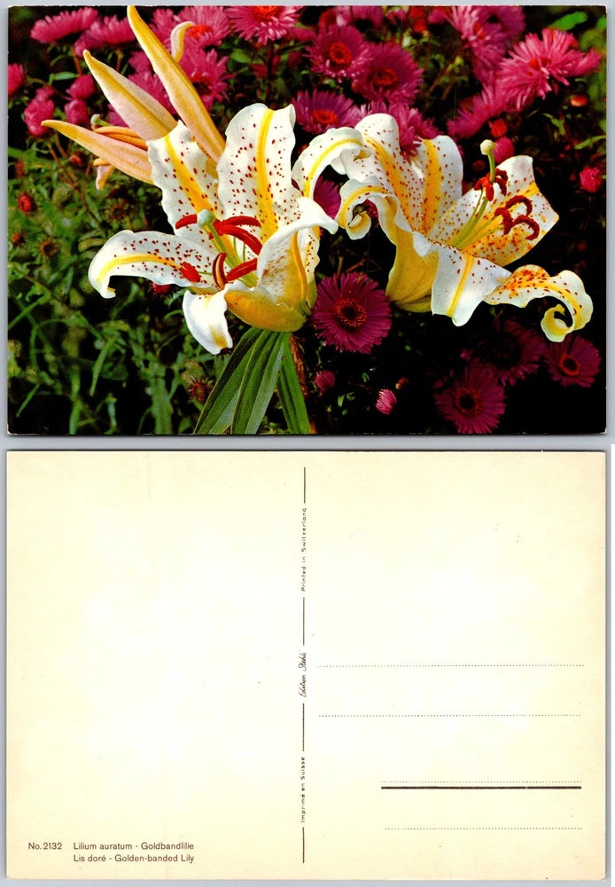 Floral lily postcard with golden banded accents and white blank back