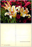 Continental Golden Banded Lily Flowers Postcard Lily