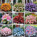 330+ Hosta Seeds for Planting - Perennial Hosta Seeds Outdoor Garden Attract Pol Garden Plants