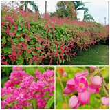 CORAL VINE SEEDS (Antigonon Leptopus) Mexican Creeper Chain of Love Pink Flower Flowering Plants
