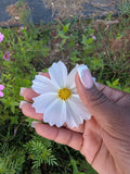 100 Mixed Cosmos Seeds Ð Pink, White & Magenta Ð Easy Annual Ð... Flowering Plants