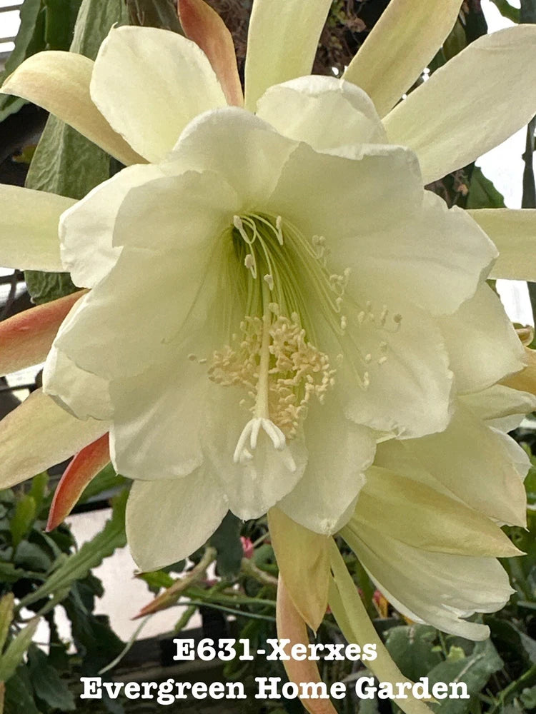Orchid cactus flower in pale cream with layered petals, growing on green cactus pads