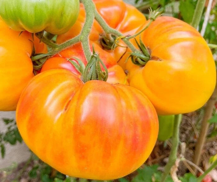 PINEAPPLE TOMATO SEEDS 100+ beefsteak INDETERMINATE vegetable GARDEN Free Ship Garden Plants