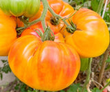 PINEAPPLE TOMATO SEEDS 100+ beefsteak INDETERMINATE vegetable GARDEN Free Ship Garden Plants