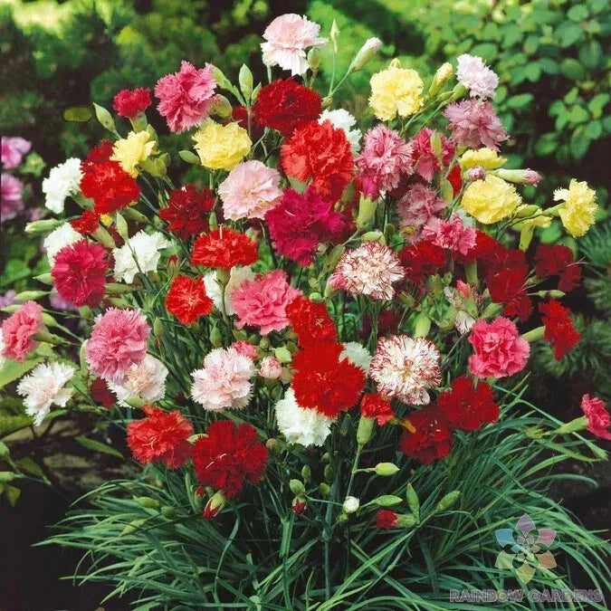 200+ Grenadin Double Mix Carnation Seeds for Garden - USA - FREE SHIPPING! Garden Plants