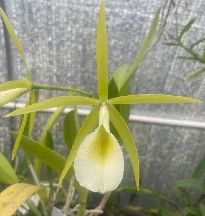 White orchid bloom with pale green leaves on slender stems