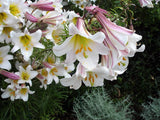10 REGAL TRUMPET LILY Royal King's Lilium Regale White Pink Yellow Flower Seeds Lily