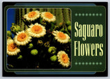 Postcard Saguaro Flowers Flower Petal Yellow Flowering Plant Pollen Beautiful Flowering Plants