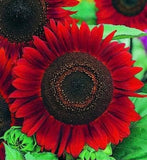Red Sun Sunflower Seeds | Heirloom | Non-GMO | Fresh Garden Seeds Sunflower