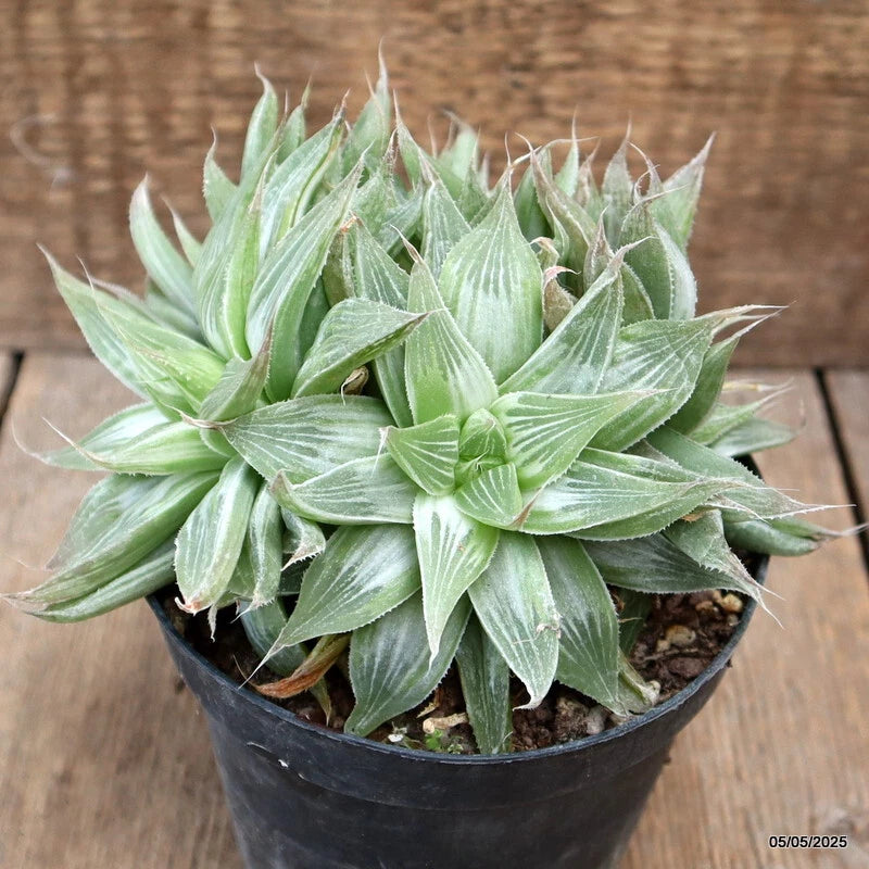 Variegated Haworthia cymbiformis succulent in a dark pot, spiky light-green leaf rosette