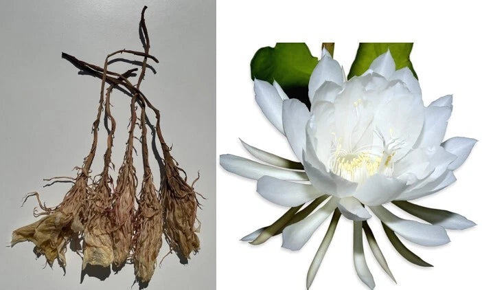 6-pc Dried Queen of Night White Orchid Cactus Flowers Organic Eye Liver Remedy,california_sky_spectrum  99.6% positive (1.8K) Orchids