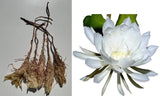 6-pc Dried Queen of Night White Orchid Cactus Flowers Organic Eye Liver Remedy,california_sky_spectrum  99.6% positive (1.8K) Orchids