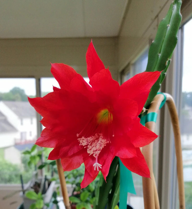 1 epiphyllum orchid cactus unrooted cuttings, red color flower Orchids