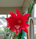 1 epiphyllum orchid cactus unrooted cuttings, red color flower Orchids