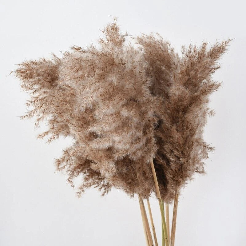 Natural dried bulrush reed stems bundle for home wedding decor