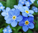 FORGET ME NOT Myosotis Sylvatica - 10,000 Bulk Seeds Flowering Plants