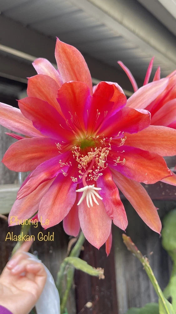 Orange-pink orchid cactus flower with layered petals and red center stamens