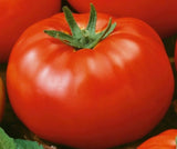 RED BRANDYWINE TOMATO SEEDS 50+ INDETERMINATE vegetable GARDEN FREE SHIPPING Garden Plants