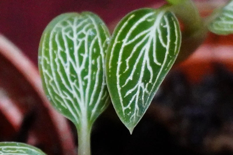 Jewel orchid terrarium plant with two glossy green leaves and white vein patterns