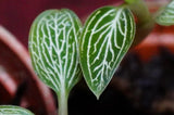 Ludisia Discolor Alba Jewel Orchid Rare Terrarium Plant Orchids