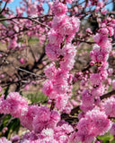 Live Pink Flowering Almond Shrub, Gallon Pot,Prunus triloba for Garden & Borders Flowering Plants