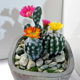 3 Pcs Artificial Plants Blooming Cactus colors Flower Flocking Succulents (#106) Flowering Plants
