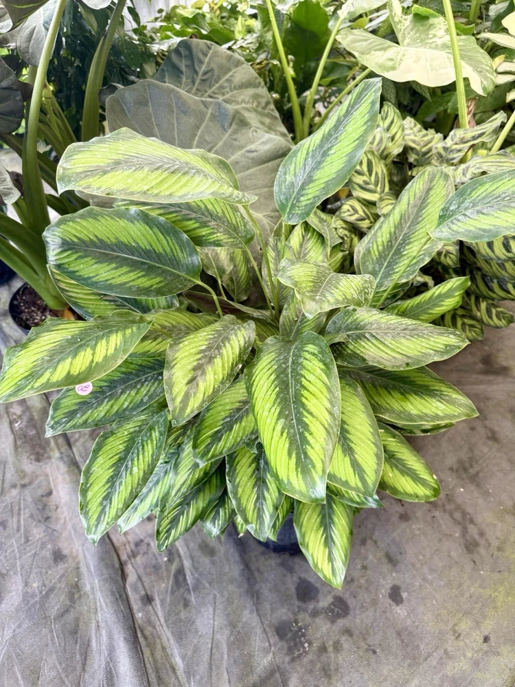 Calathea 'Beauty Star' plant with variegated green leaves