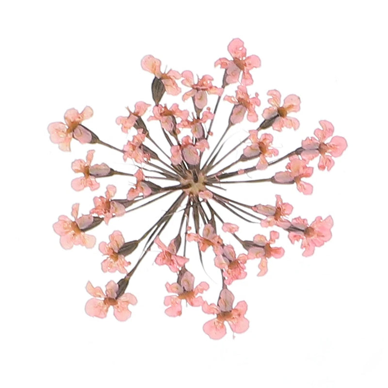 Pressed dried flower cluster with light pink lace-like blossoms on thin stems