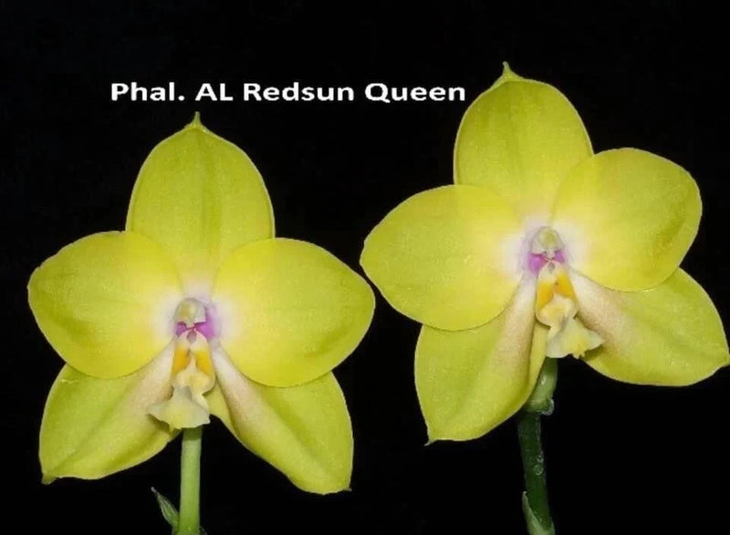 Yellow Phalaenopsis orchid with two blooming flowers, purple centers