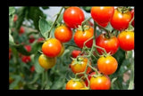 CHADWICK CHERRY Tomato Seeds Organically Grown Unique Creek Homestead Gardens Garden Plants