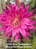 Rooted Epiphyllum Orchid Cactus ÒKiwi TestimonialÓ Growing In 4Ó Starter Pot. Orchids
