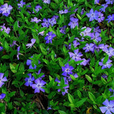 25 Vinca Minor Periwinkle Creeping Myrtle Perennial Evergreen Ground Cover Green Plant