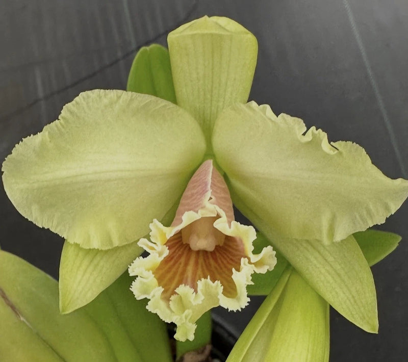 Green and yellow orchid plant with large ruffled petals and cream center blooms