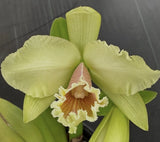 Rlc. George King ÒSouthern CrossÓ SEVEN New Growths. Cattleya Orchid Plant. Orchids